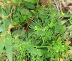 Cyclospermum