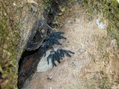 Lampropelma carpenteri