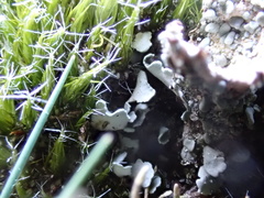 Cladonia monomorpha