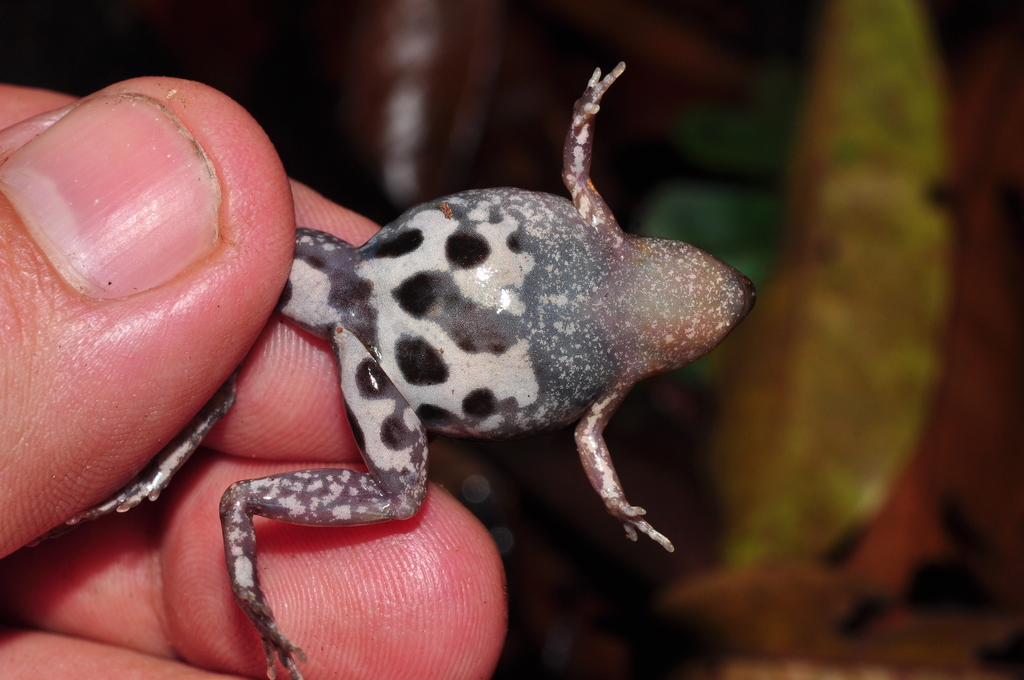 Bassler's Humming Frog
