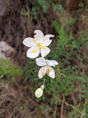 Thalictrum tuberosum