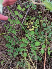 Thalictrum tuberosum