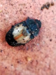 Omosita discoidea