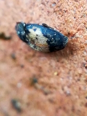 Omosita discoidea
