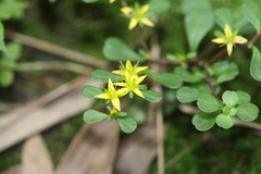 Sedum emarginatum