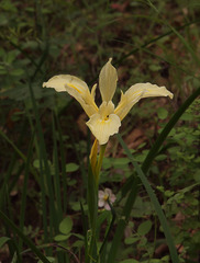 Iris fernaldii