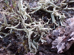 Cladonia zopfii