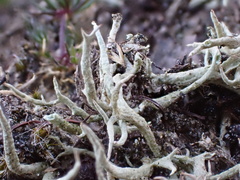 Cladonia zopfii