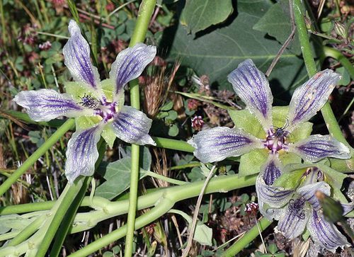Malva occidentalis