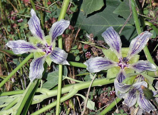 Malva occidentalis