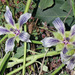 Malva occidentalis - Photo (c) jrebman, some rights reserved (CC BY-NC), uploaded by jrebman