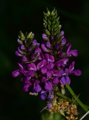 Cullen microcephalum