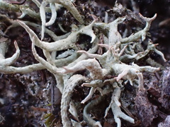 Cladonia zopfii