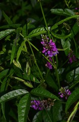 Cullen microcephalum