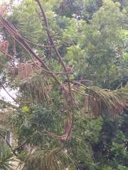 Haemorhous mexicanus