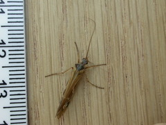 Limnephilus binotatus