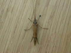 Limnephilus binotatus