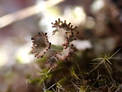 Cladonia ramulosa