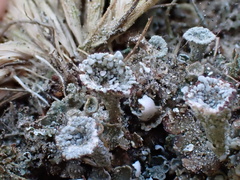 Cladonia monomorpha