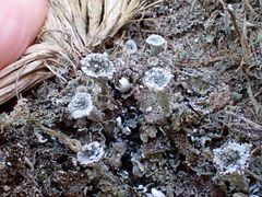 Cladonia monomorpha