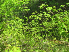 Acer laetum
