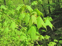 Acer laetum