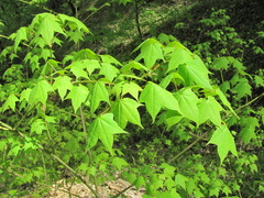 Acer laetum