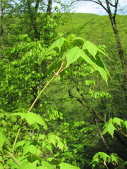 Acer laetum