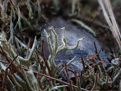 Cladonia zopfii