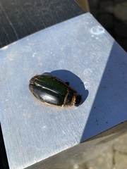 Dytiscus marginalis