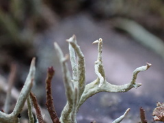 Cladonia zopfii