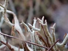 Cladonia zopfii