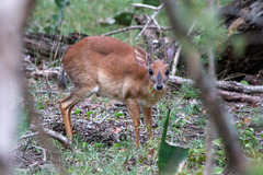 Nesotragus moschatus