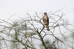 Aviceda cuculoides verreauxii