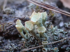 Cladonia coccifera