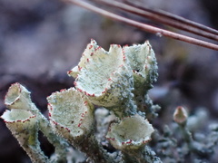 Cladonia coccifera