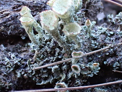 Cladonia coccifera