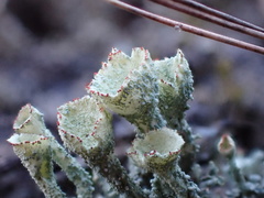 Cladonia coccifera