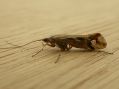 Limnephilus binotatus