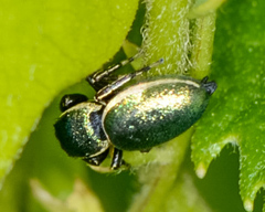 Sassacus papenhoei