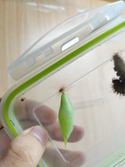 Thaumantis hainana