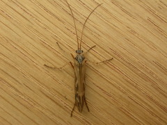 Limnephilus binotatus