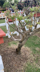 Adenium obesum