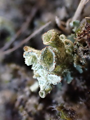 Cladonia coccifera