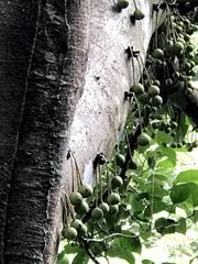 Ficus variegata garciae