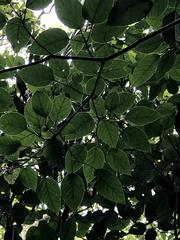 Ficus variegata garciae