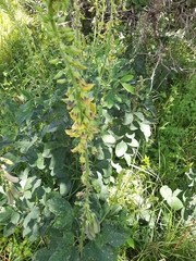 Crotalaria recta