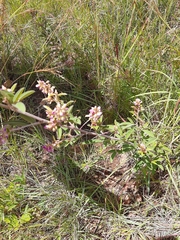 Grona barbata dimorpha