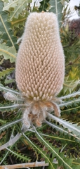 Banksia victoriae
