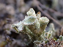 Cladonia coccifera
